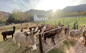 Alpaca Inn